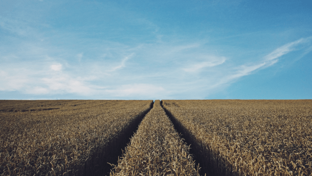 Битва за урожай: какие перспективы у аграриев Украины